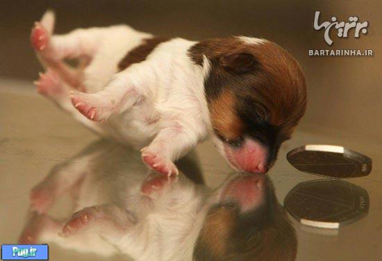 کوچک‌ترین سگ جهان + عکس