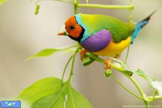 دنیایی از پرندگان زیبا تصویری