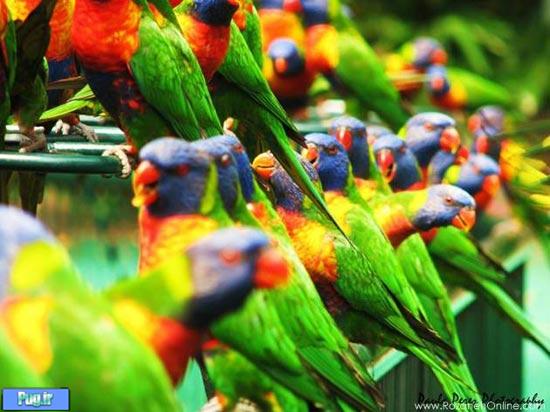 دنیایی از پرندگان زیبا تصویری
