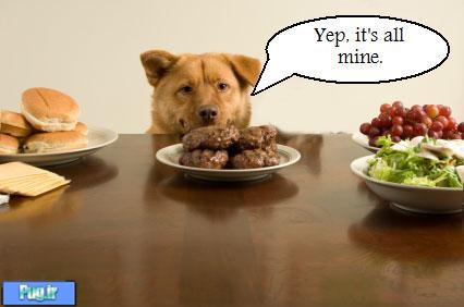 خشونت سگ در هنگام غذا خوردن  