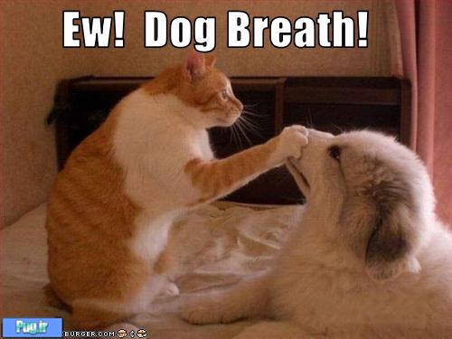  از بین بردن بوی بد دهان سگ