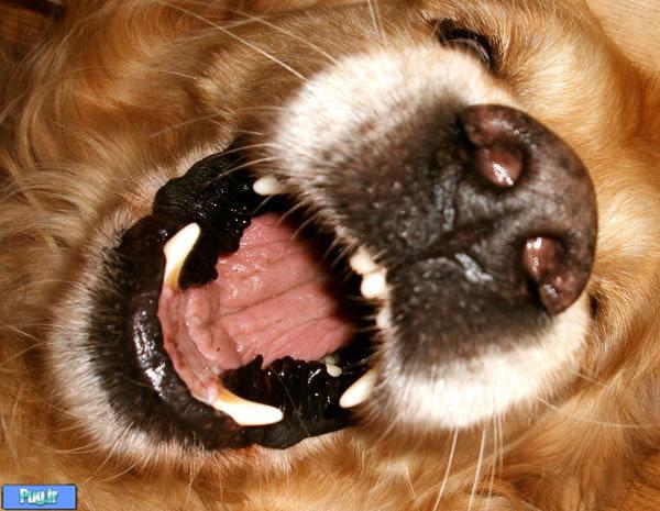  تشخیص بیماری های لثه ای در سگها