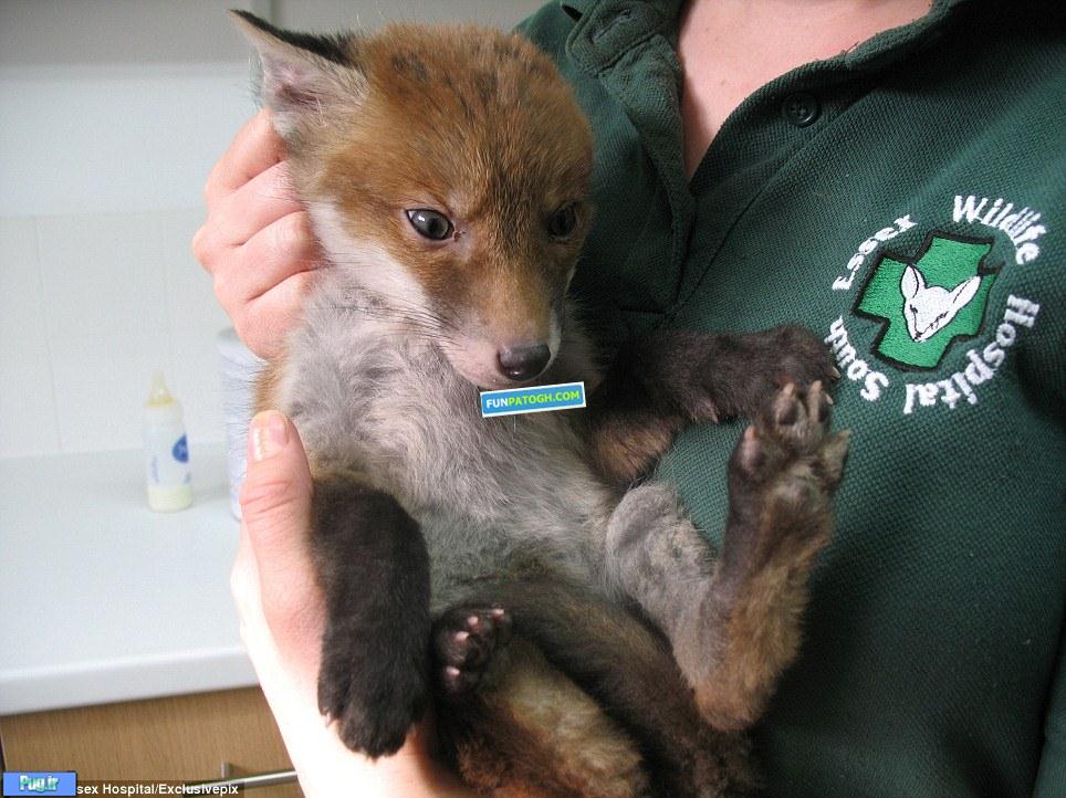 پیدا شدن یک بچه روباه از چاه آب+تصاویر