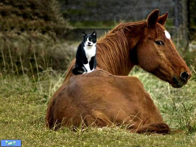 عکس عشقهای عجیب در حیوانات
