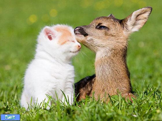 عکس عشقهای عجیب در حیوانات