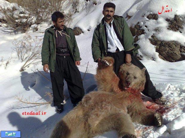 عکسی دلخراش از شکار خرس در کردستان