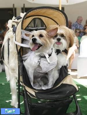 مراسم گرانقیمت ازدواج دو سگ میلیاردر! + عکس