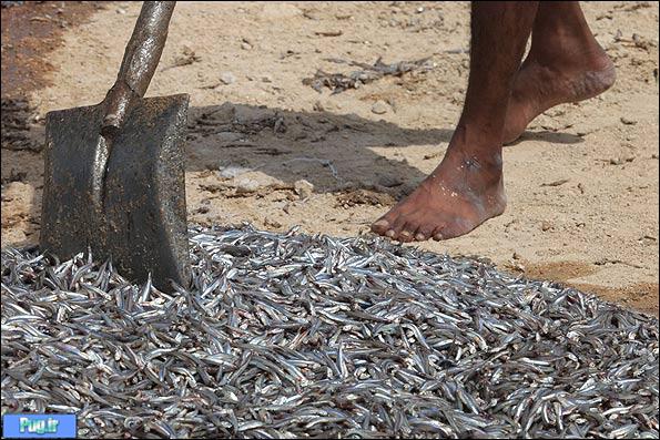 صید ماهی موتو در سواحل جنوب/ تصویری