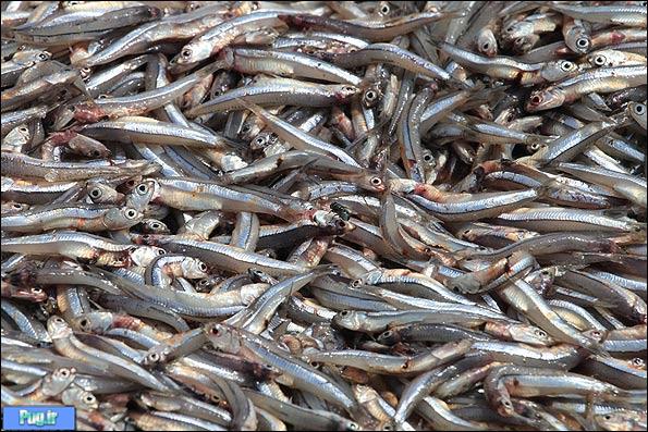 صید ماهی موتو در سواحل جنوب/ تصویری