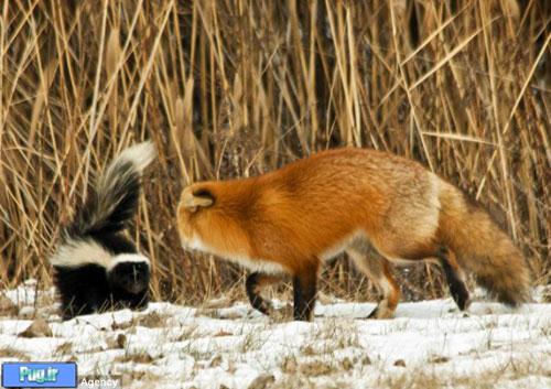  روباه بد شانسی که با یک راسو روبه رو شد / عکس