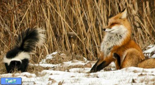  روباه بد شانسی که با یک راسو روبه رو شد / عکس