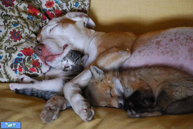 عکس باورنکردنی سگ - گربه - روباه - کنار هم خوابیده اند 