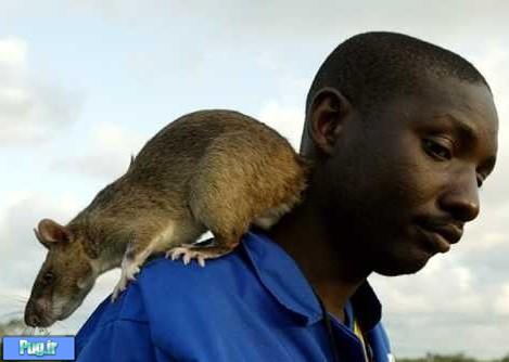 واقعیت شگفت آور و عجیب و غریب درباره موش ها + عکس