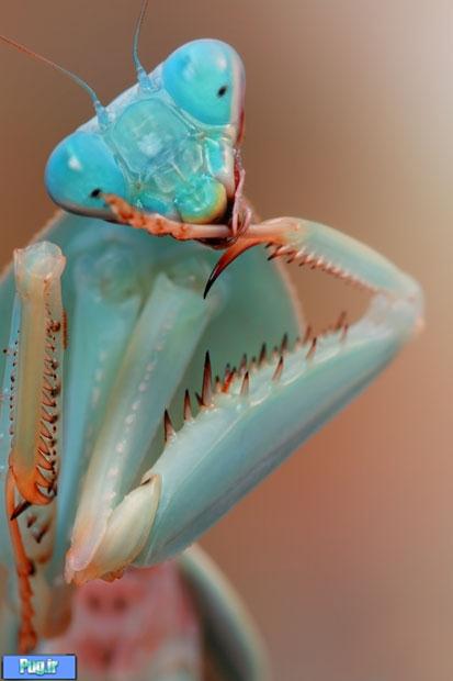گزارش تصویری: عکاسی غیر عادی از حشرات و حیوانات کوچک