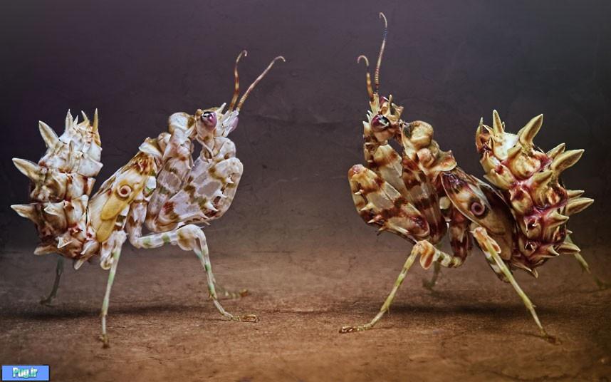 گزارش تصویری: عکاسی غیر عادی از حشرات و حیوانات کوچک