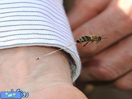 راز مرگ زنبور پس از نیش زدن مشخص شد+عکس 