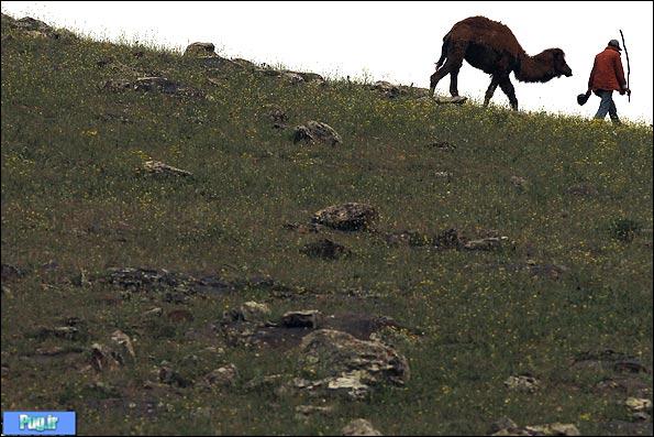پرورش شتر در دشت مغان