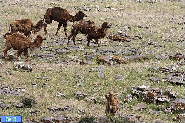پرورش شتر در دشت مغان