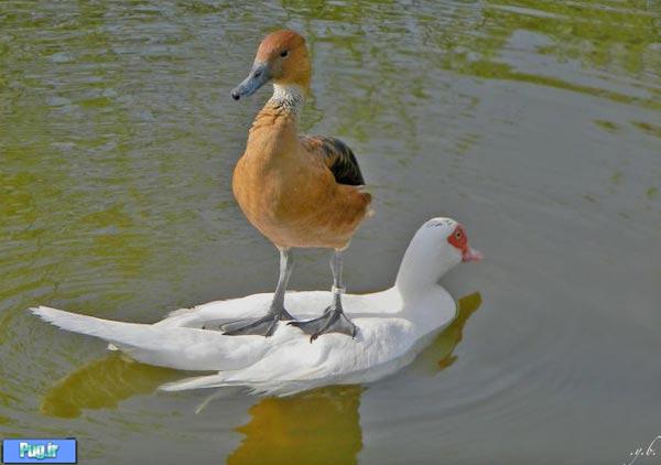 اردک سواری 