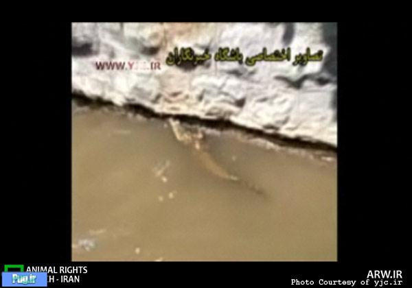 این بار بچه تمساح در خیابان های تهران+ تصاویر