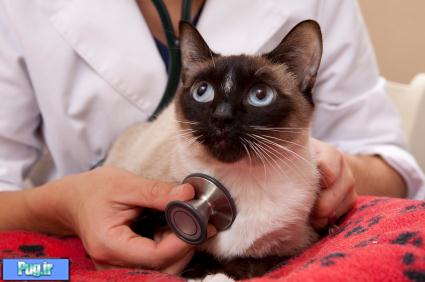 اهمیت معاینه فیزیکی سالانه در گربه ها(ترجمه)