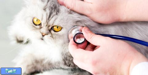 اهمیت معاینه فیزیکی سالانه در گربه ها(ترجمه)