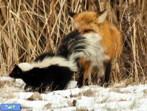 روباهی که تلاش می کند یک راسو را بخورد!! + تصاویر