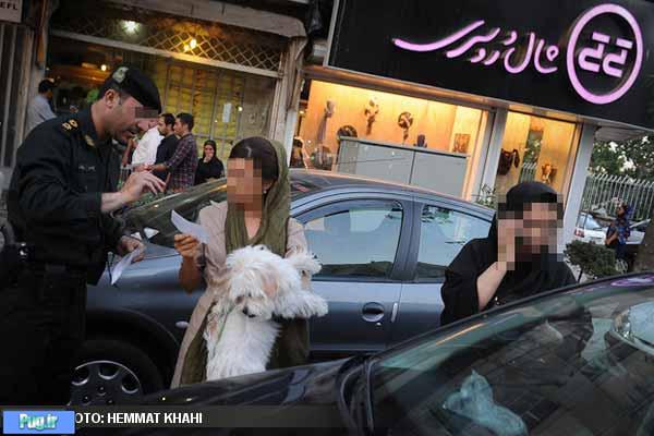 از فردا توقیف خودروهای حامل حیوانات در مشهد