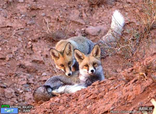 رهاسازی یازده قلاده روباه در منطقه حفاظت شده گلول و سرانی
