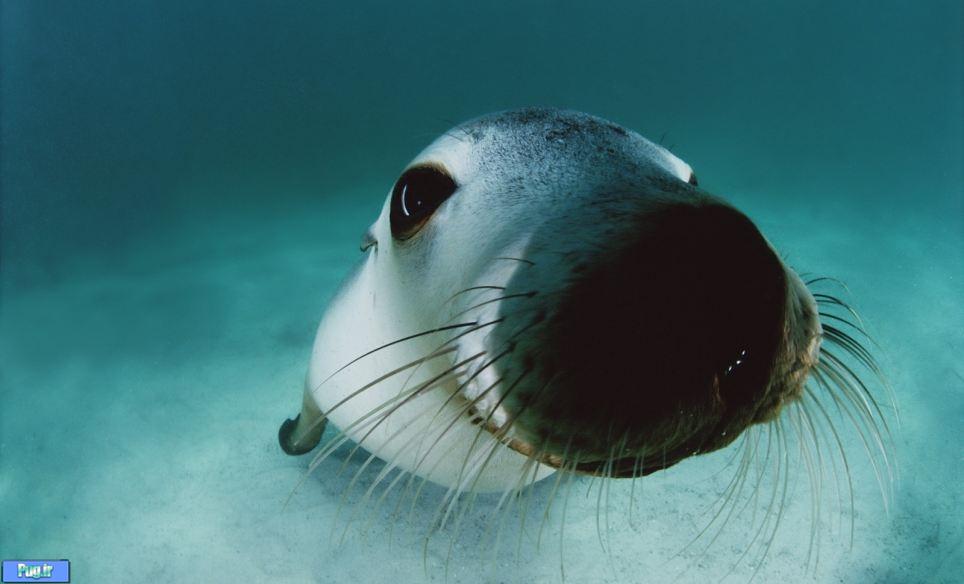 مجموعه تصاویر آبی از حیات وحش دریایی قطب جنوب