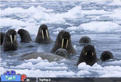 حیوانات قطب جنوب