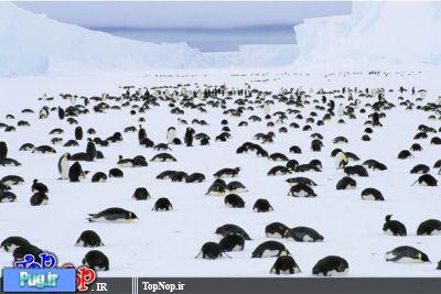 حیوانات قطب جنوب
