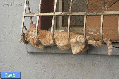 'گربه های خواب الو