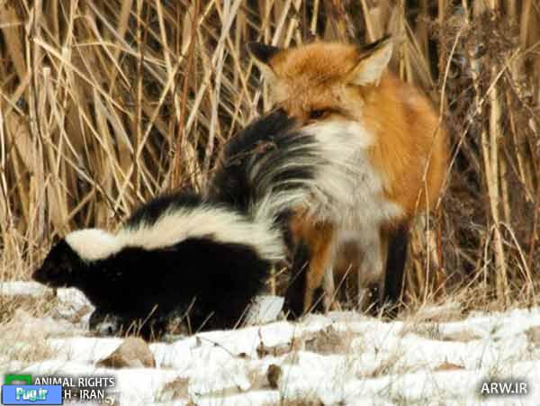 روباهی که تلاش می کند یک راسو را بخورد