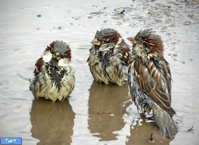 پرندگان در باران