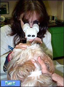 علائم بیماری در سگ ها که هرگز نباید نادیده بگیرید  (1)