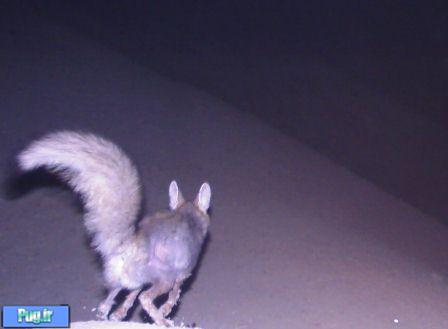 روباه کوچک کویرهای ایران