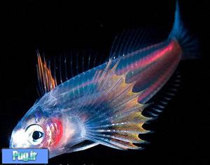 آیا ماهی می تواند در تاریکی ببیند؟