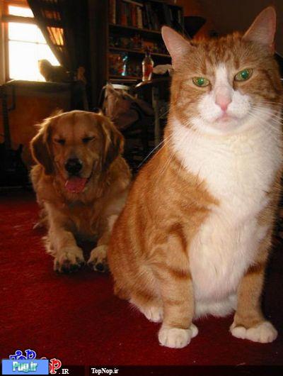 عکس های  رابطه خوب سگ و گربه 