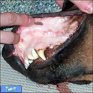  علائم بیماری در سگ ها که هرگز نباید نادیده بگیرید (2)