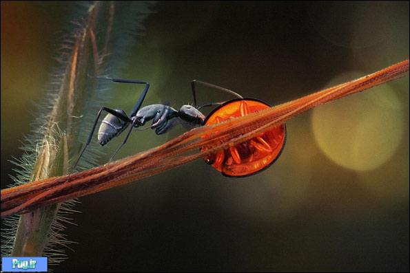 تصاویر ماکرو از زندگی حشرات/ وقتی گرفتن هر عکس 4ساعت طول می‌کشد