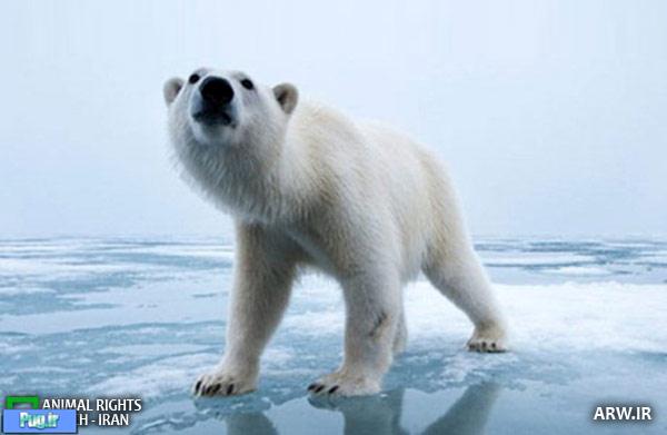  خرسهای قطبی 600 هزار ساله