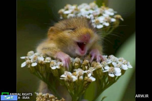 موش ها میخندند!