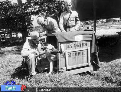 عکس هایی از سگ ها در طول جنگ 