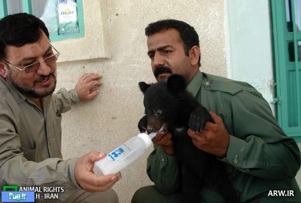 کشته شدن خرس سیاه ایرانی