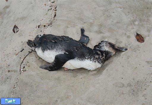 مرگ عجیب پنگوئن ها در برزیل 