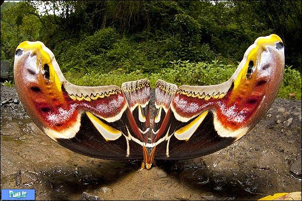 عکاسی از بزرگترین پروانه بید جهان