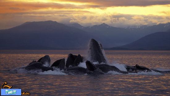 شکار دسته جمعی نهنگ ها