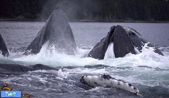 شکار دسته جمعی نهنگ ها