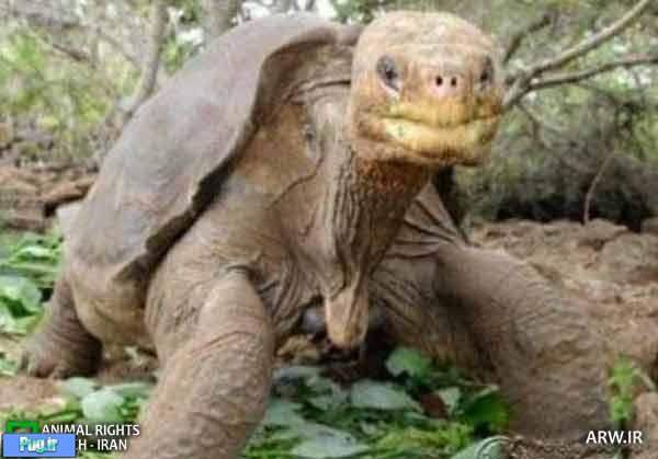 لاک‌پشت بزرگ گالاپاگوس مومیایی می‌شود